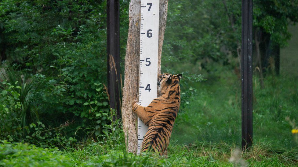 A tiger leaning against tree