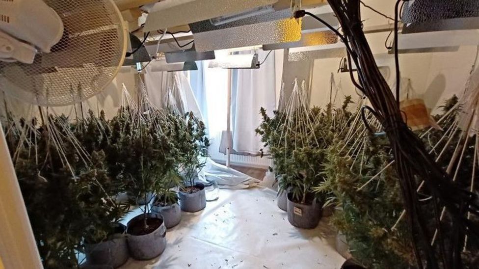 Arrest After £850 000 Coventry Cannabis Factories Raided Bbc News