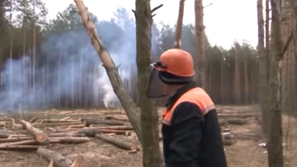 Foresters felling beetle-infested trees in Belarus