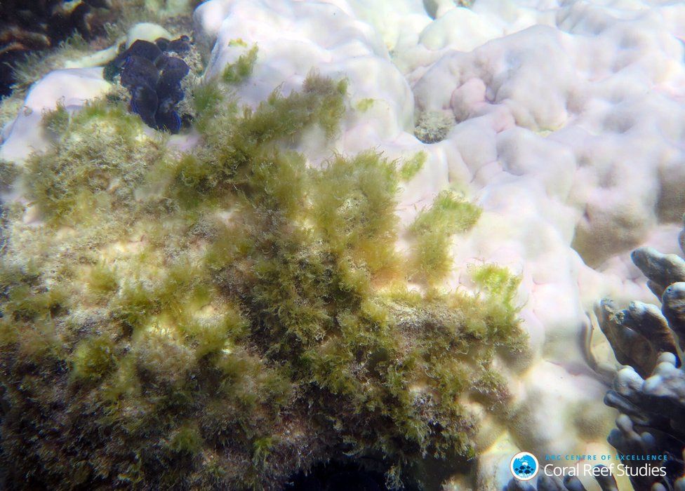 Dying coral colonised by seaweed at Lizard Island