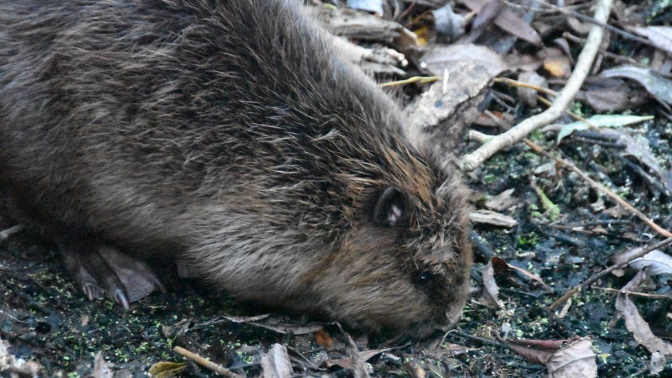 Wildlife: Largest release of beavers in England - BBC Newsround