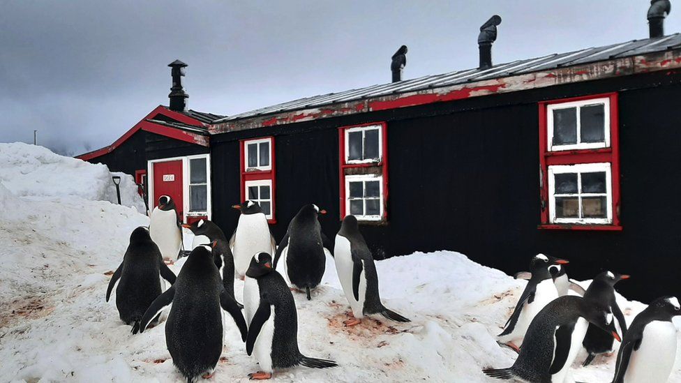 Penguins by a building in Port Lockroy