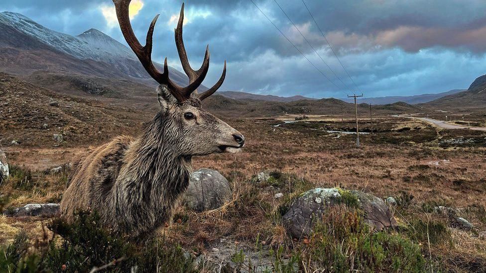 Torridon's Callum the Stag put down after welfare concerns - BBC News