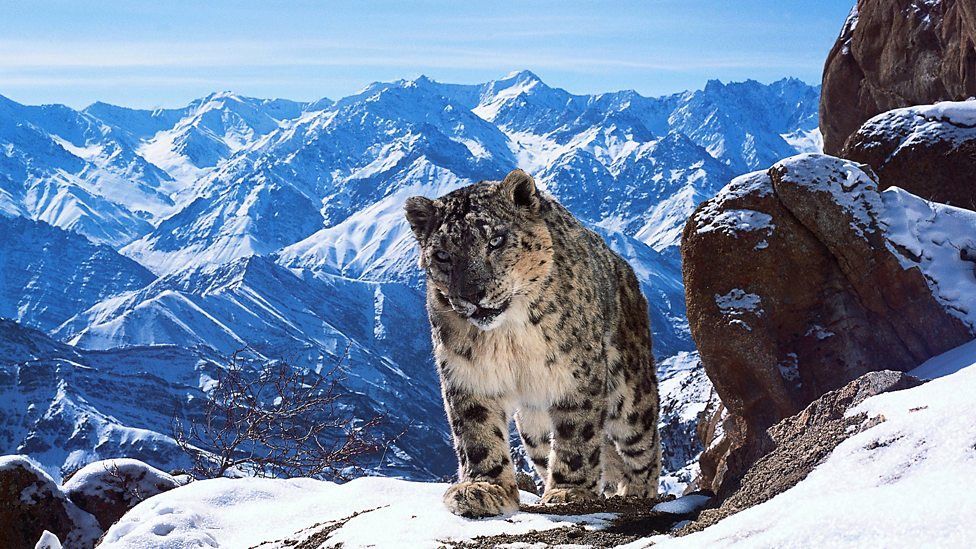 A Snow Leopard in Planet Earth II