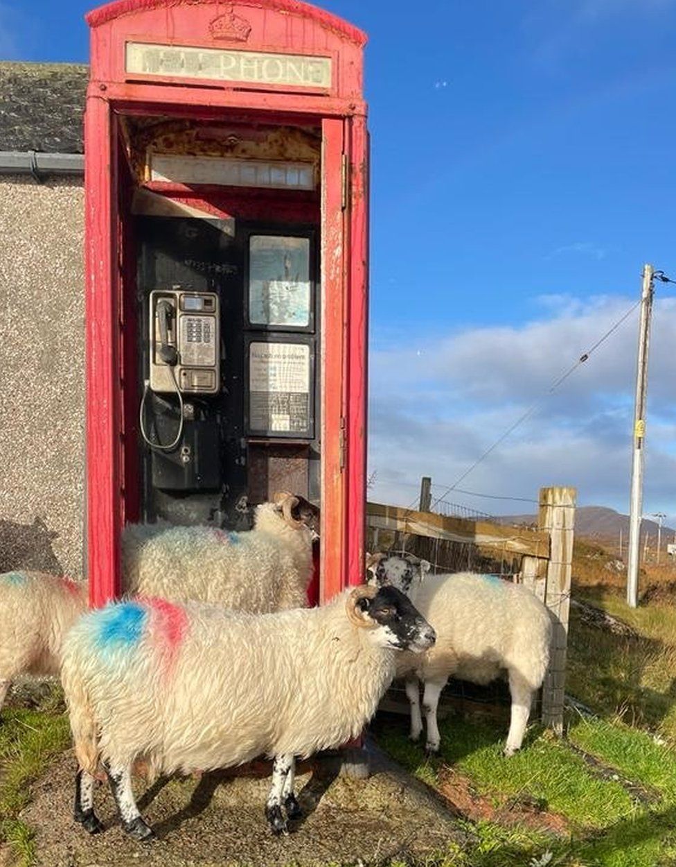 Sheep gathering in an around an old red telephone box