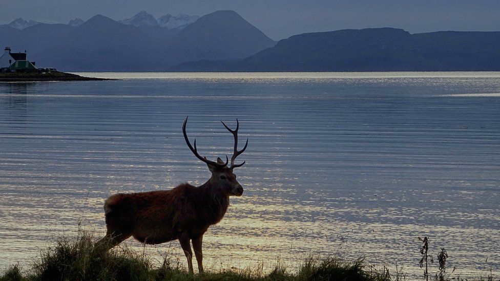 Picture of stag on the bay at Applecross, with the Cuillin mountains in the background