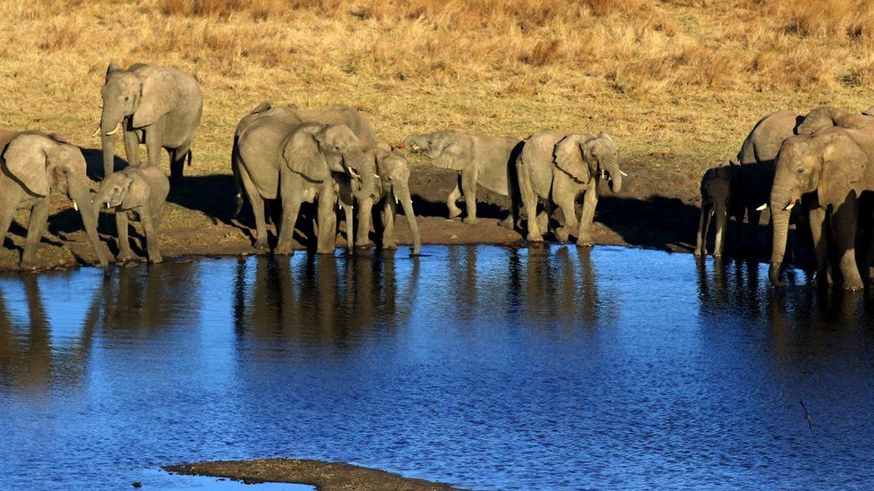 Африканские слоны саванны на водопое