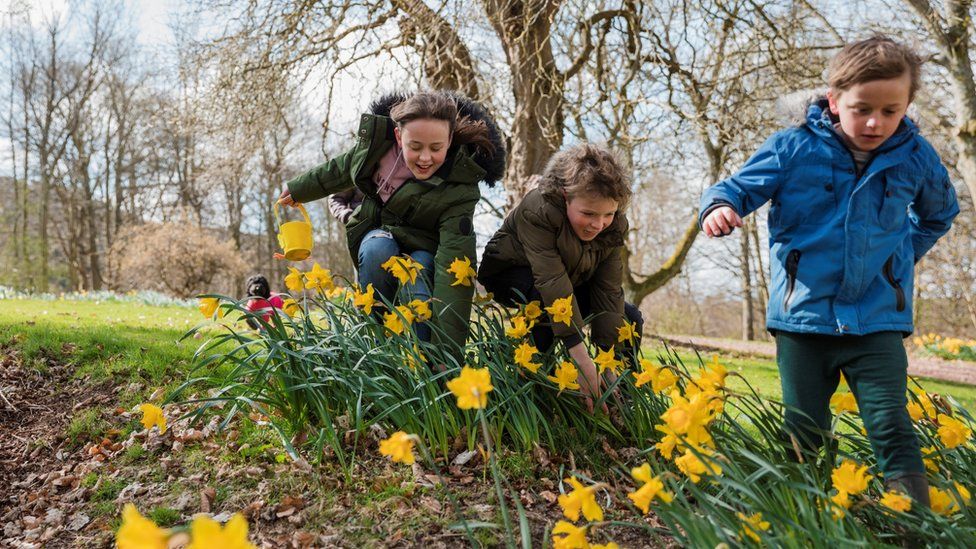 Children with Easter baskets looking in daffodils