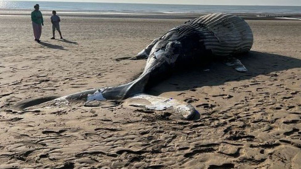 Whale on Littlestone beach