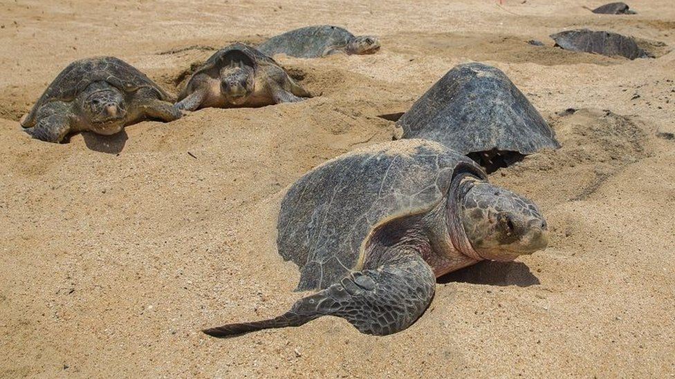 Olive Ridley sea turtles make nests to lay their eggs at Ixtapilla Beach in Mexico. File photo