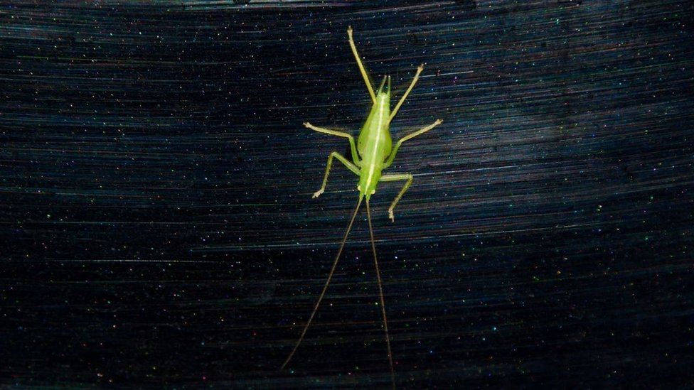 A green oak bush-cricket on a car door, with scratches and sparkles in the paint