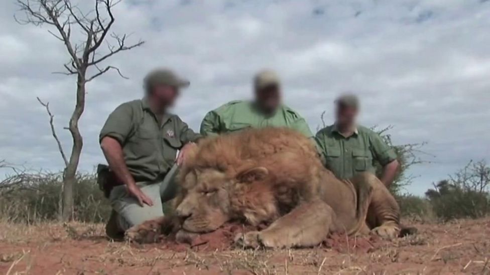 South African lions eat 'poacher', leaving just his head BBC News