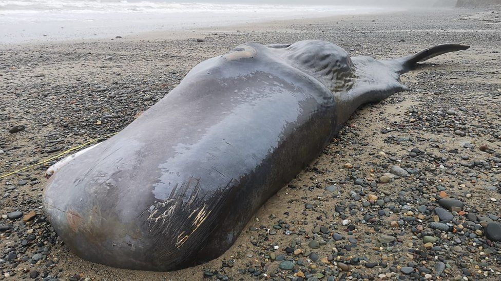 Gwynedd: Dead Whale So Thin Its Ribs Were Sticking Out - BBC News