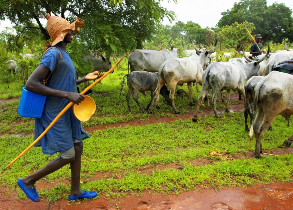A Fulani herder with his cattle