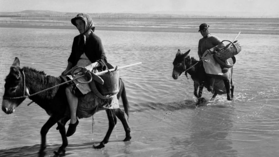 Women collecting cockles in Penclawdd on the Gower Peninsula in 1951