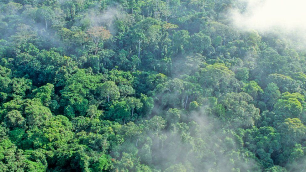 Aerial shot of the rainforest