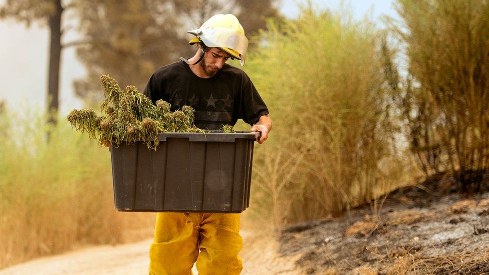 One grower is pictured with a bucket salvaging what is left of his marijuana