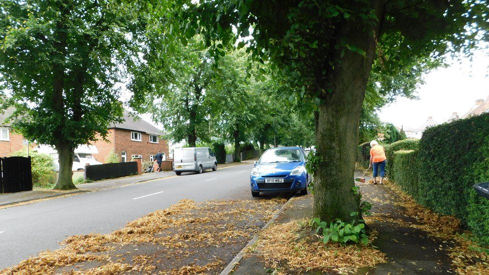 Neglected Swadlincote street trees creating 'tunnel of darkness' BBC News