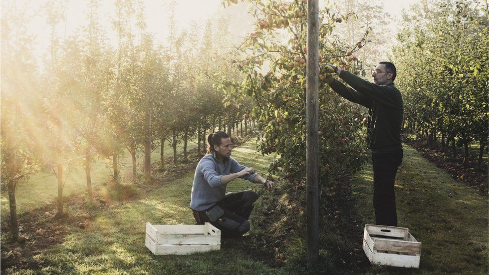 Мужчины собирают яблоки