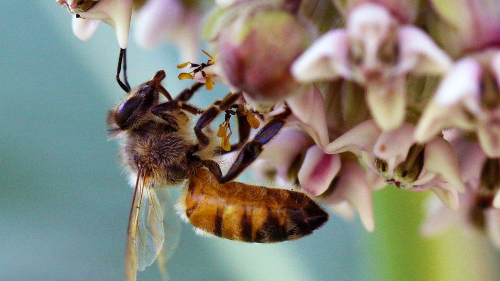 Honeybee polinates