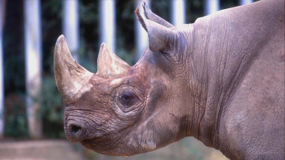 Rhino poaching in South Africa drops slightly - BBC Newsround