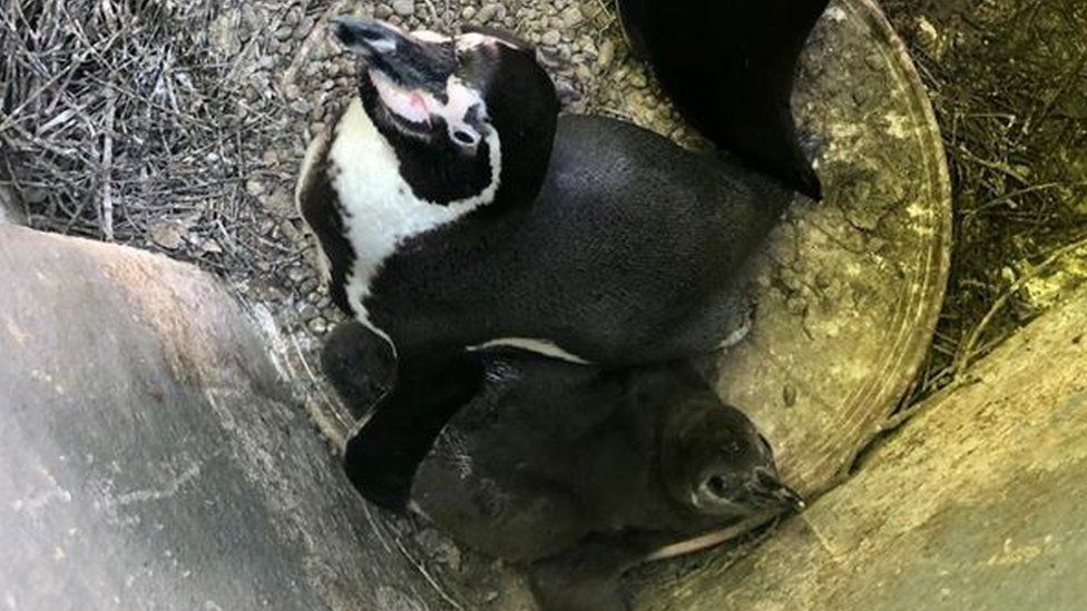 Humboldt penguin and chick