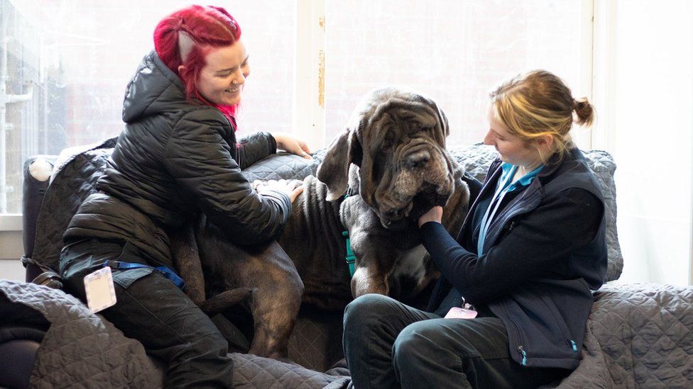 Volunteers playing with Charcoal, a four-year-old Neapolitan mastiff.
