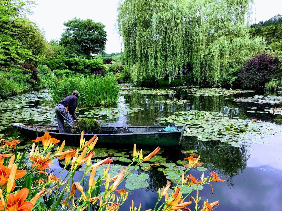 A man on a boat in a lake surrounded by plants