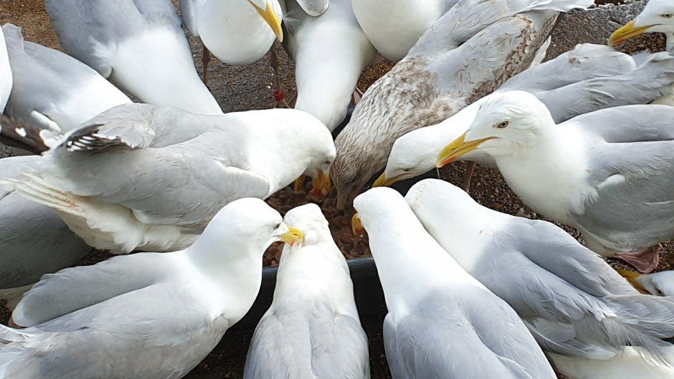 Gulls at Bird Aid