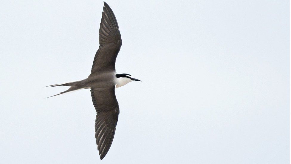 Bridled Tern on the Ecrehous
