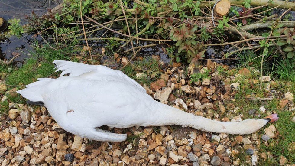 Alresford dead swan