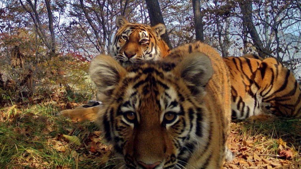 Siberian tigers in the Land of the Leopard national park, Siberia (July 2017)