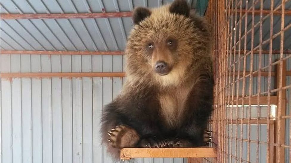 Bear rescued in Russia after poachers killed mother 2018