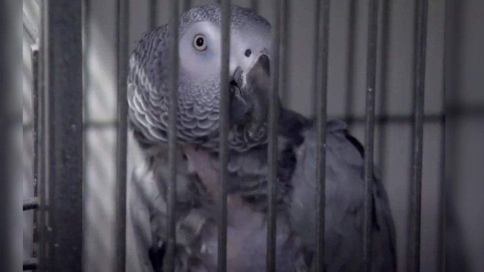 One of the foul-mouthed parrots