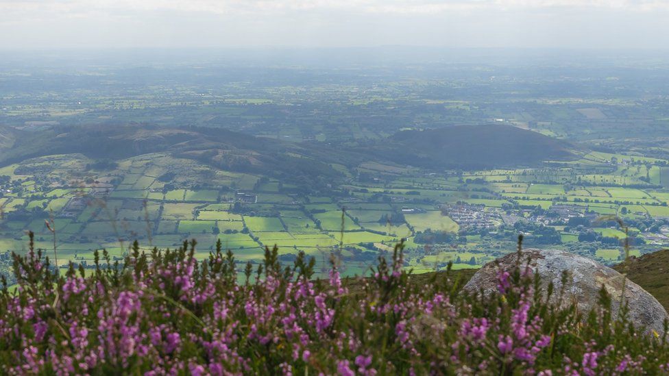 View from the top of Slieve Gullion (County Armagh), looking across heather in bloom and below an Irish rural landscape, stretching from County Armagh (Northern Ireland, UK) across to County Louth (Republic of Ireland).