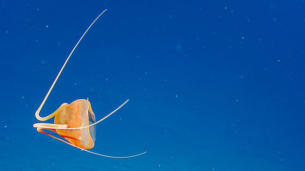 rare jellyfish in deep ocean
