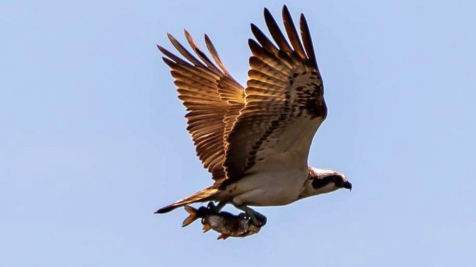 Adult osprey flying over Bolton Castle estate