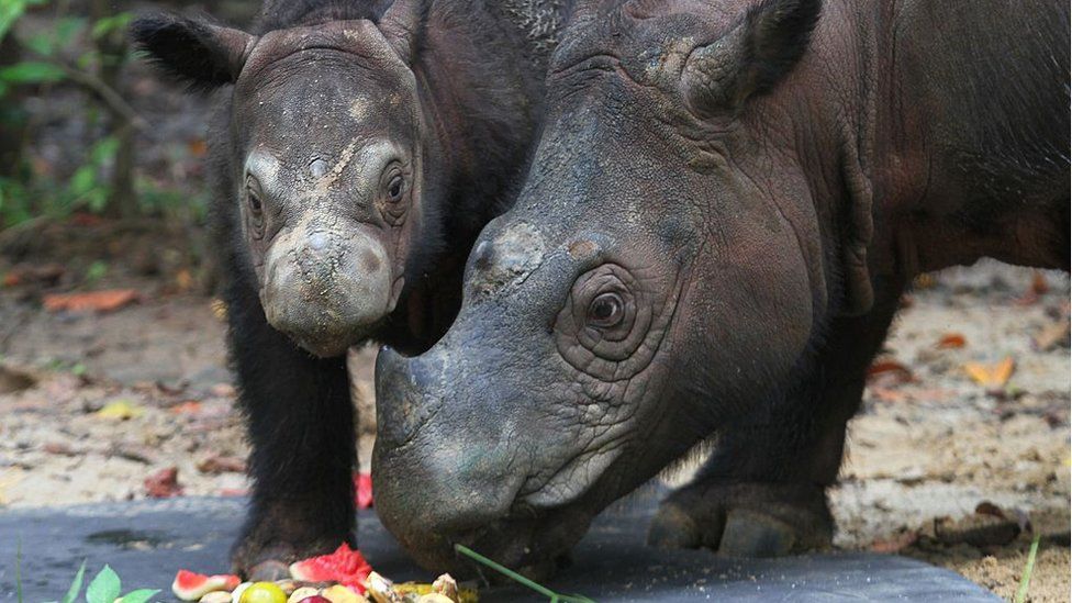 Ratu and her calf, Delilah, at a sanctuary in Indonesia