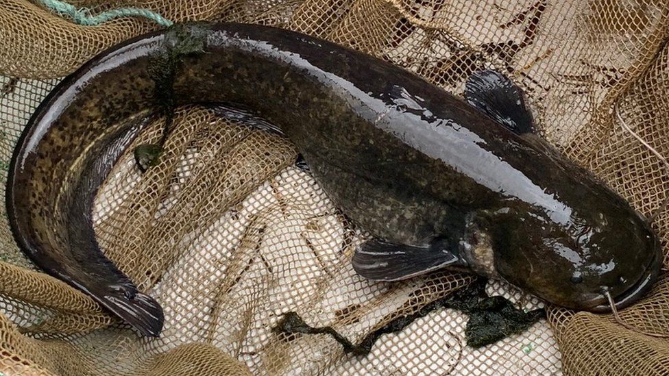 'Duckeating' fish removed from Lakeside shopping centre lake BBC News