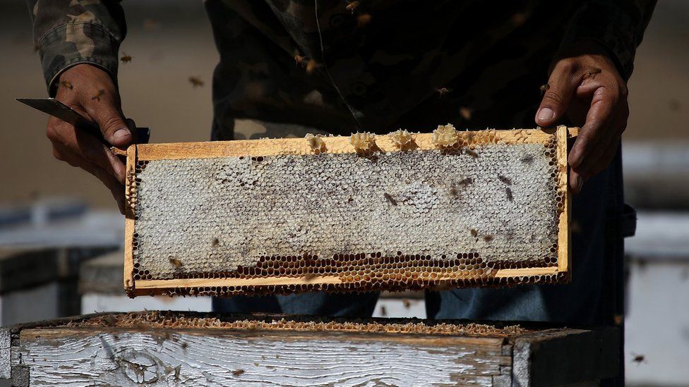 Beekeeper tends a hive in Los Banos, California. 5 September 2014