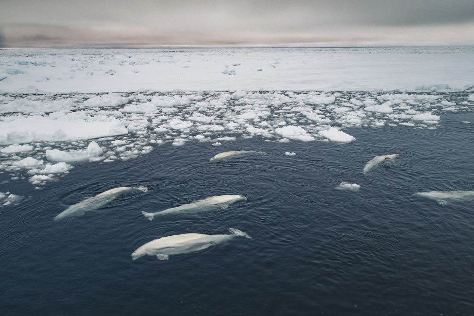 Beluga whales are trapped by sea ice as shifting winds create unstable conditions.