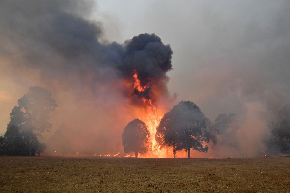 Дим і полум'я піднімаються з палаючих дерев навколо Новри