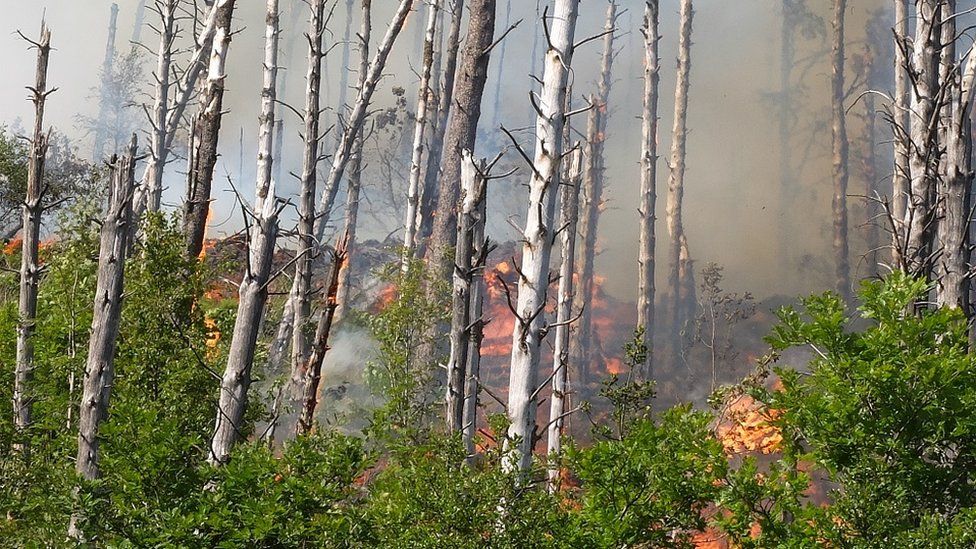 Forest fire in Maesteg