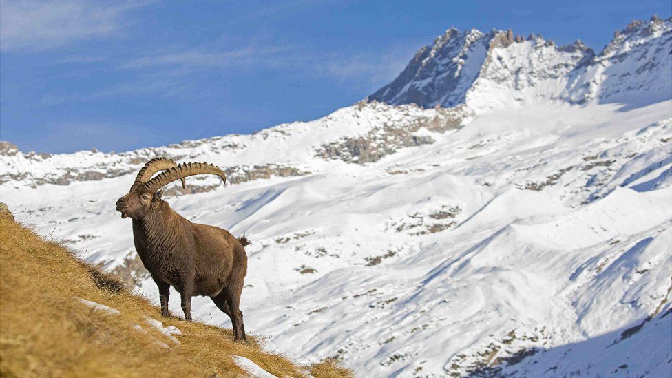 Alpine ibex in Italy, file pic, 4 Dec 18