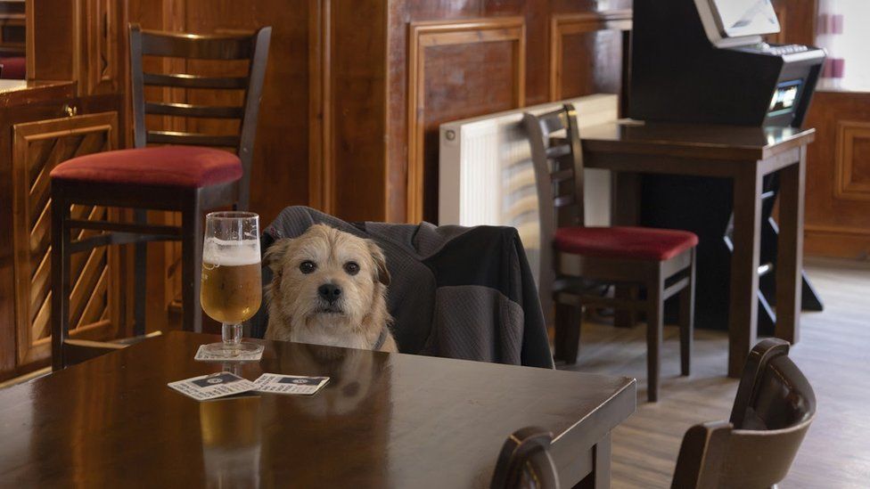 A portrait of a dog sitting at a table in The White Horse Public House, Cromer