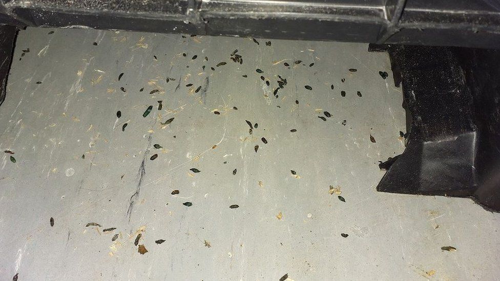 Mouse droppings