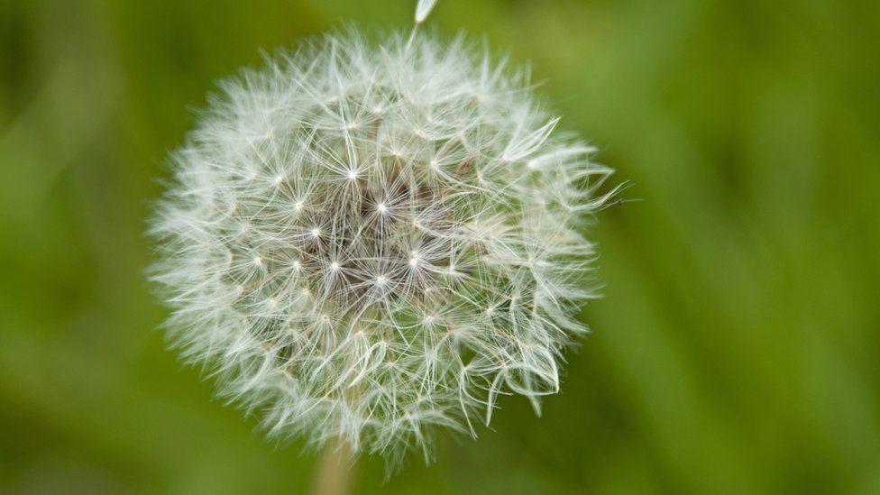 Edinburgh University research reveals dandelion flight secret - BBC News