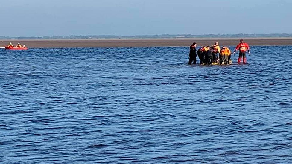 Porpoise rescue