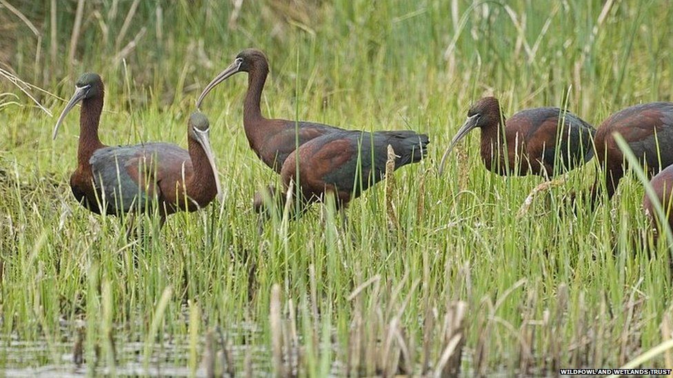 A flock of Glossy Ibis in Gloucestershire
