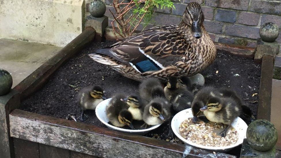 Mother duck and ducklings